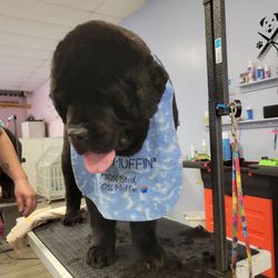 Sassy Paws Grooming Salon