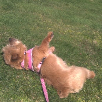 Josie's Pet Services - Nothing like rolling around in fresh cut grass - Pet Sitting Near Me Josie's Pet Services - Nothing like rolling around in fresh cut grass - Pet Sitting Near Me