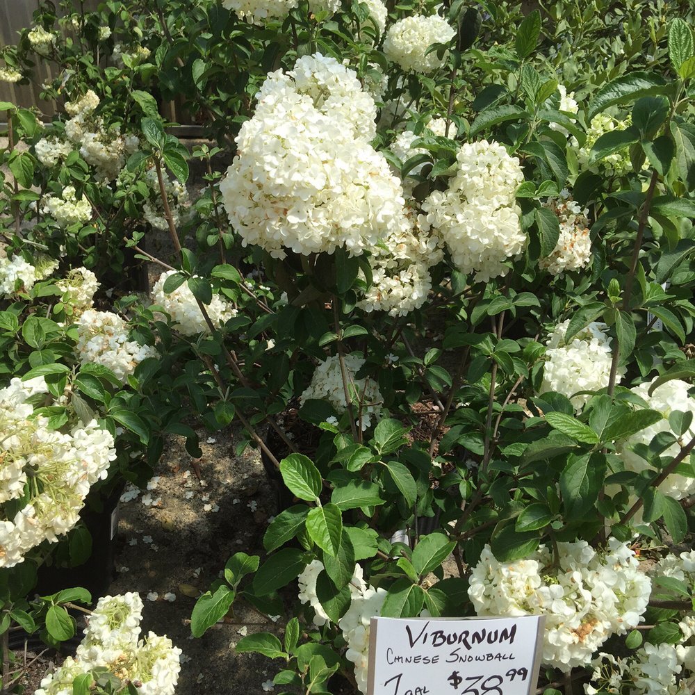 Outdoor Environments - Viburnum - Nurseries & Gardening Near Me - Braselton, Georgia Outdoor Environments - Viburnum - Nurseries & Gardening Near Me - Braselton, Georgia