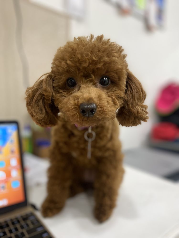 PET PALACE SALON Updated August 2024 47 Photos & 23 Reviews 2315