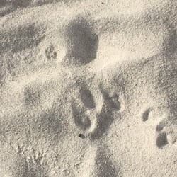 Canyon View Park - Bunny prints in the sand box this morning...and bunny poop ! Watch the little ones if they're still putting stuff in their mouth