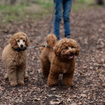 Ohana Doodles - AKC toy poodle Kahuna and Teacup Goldendoodle Maui - Pet Breeders Near Me Ohana Doodles - AKC toy poodle Kahuna and Teacup Goldendoodle Maui - Pet Breeders Near Me