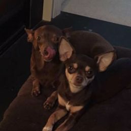 two dogs laying on a dog bed two dogs laying on a dog bed
