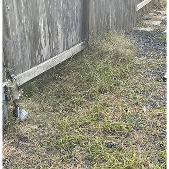 Artificial Grass Direct TX - You guessed it, weeds - Artificial Turf Near Me - Houston, Texas Artificial Grass Direct TX - You guessed it, weeds - Artificial Turf Near Me - Houston, Texas