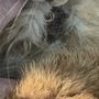 Art Pet Grooming