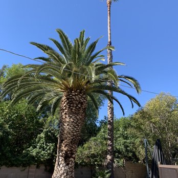 The Best Tree Care Service - Palm cleaning - Tree Services Near Me The Best Tree Care Service - Palm cleaning - Tree Services Near Me