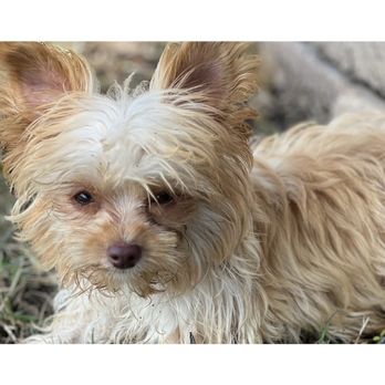 The Pawza - Pet Services Near Me - Richmond, Texas The Pawza - Pet Services Near Me - Richmond, Texas