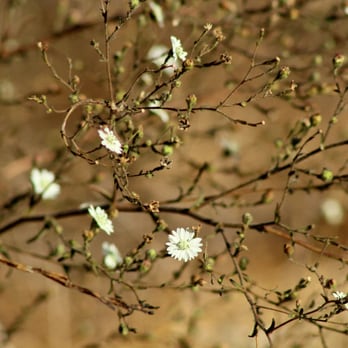 Ed R. Levin County Park - Aster - Dog Parks Near Me - Milpitas, California