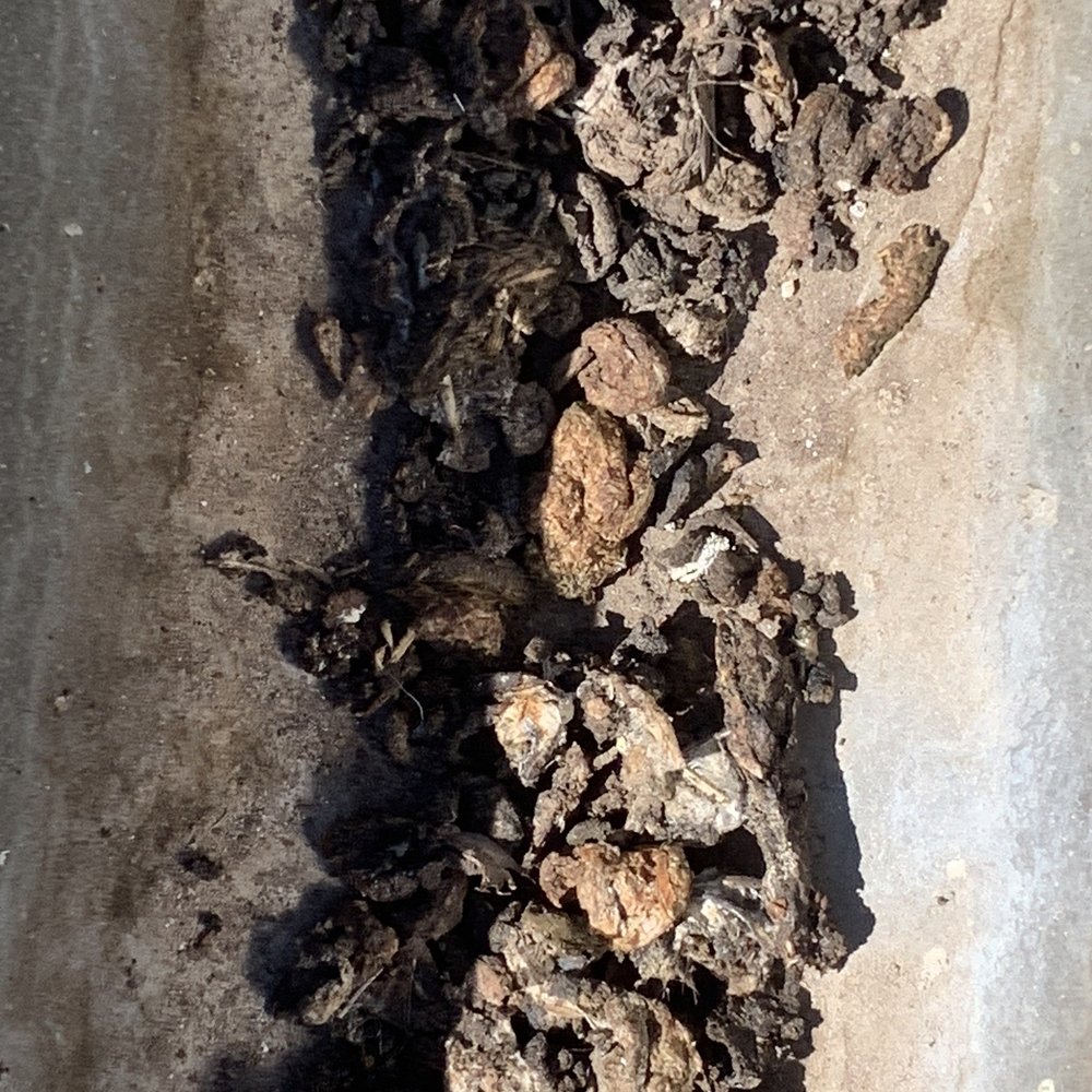 A lot of Pigeon waste left behind by Rodrigo! A lot of Pigeon waste left behind by Rodrigo!