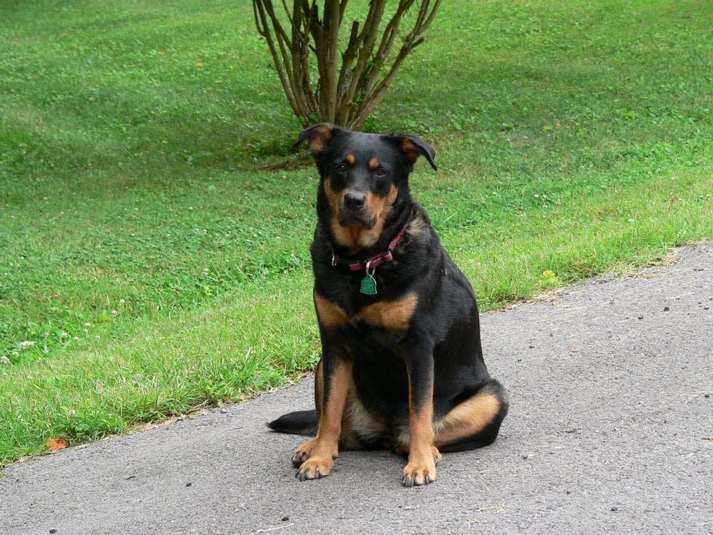 VOLUNTEER CARPET & WINDOW CLEANING 21 Photos 312 Pine Valley Rd