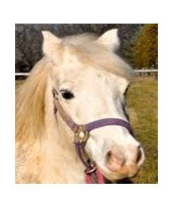 Mike's Party Ponies - equestrian in New Hope, PA