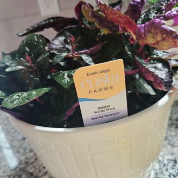 The Home Depot - Purple waffle plant I found shoved in the back of a bottom shelf. Repotted and fertilized in her new pot. - Hardware Stores Near Me - Glen Burnie, Maryland The Home Depot - Purple waffle plant I found shoved in the back of a bottom shelf. Repotted and fertilized in her new pot. - Hardware Stores Near Me - Glen Burnie, Maryland
