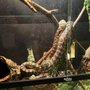 Scutes and Scales