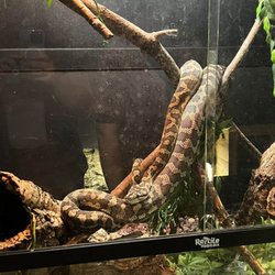 Scutes and Scales