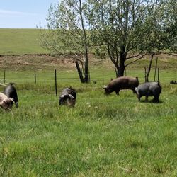 Miele Farms