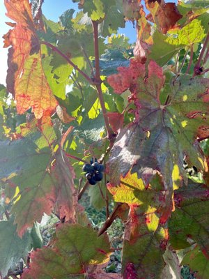 Rioja Wine Tours by null