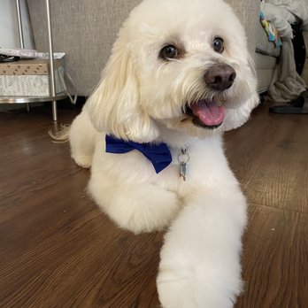 Supreme Pawfection - Monty - Pet Groomers Near Me