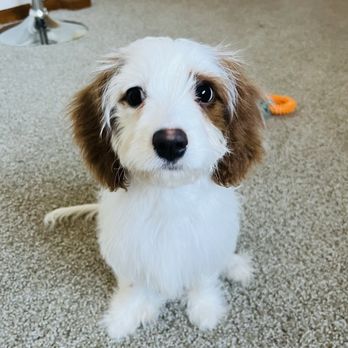 PetSmart - Pet Training Near Me - Madison, Wisconsin