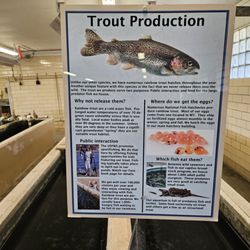 Trout production
