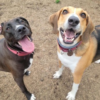 Red Maple Dog Care and Training - Pet Training Near Me - Spencer, New York Red Maple Dog Care and Training - Pet Training Near Me - Spencer, New York