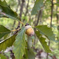 Castlewood State Park - Oak leaves and acorns