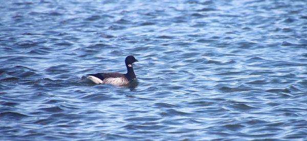 Crab Meadow Beach by null