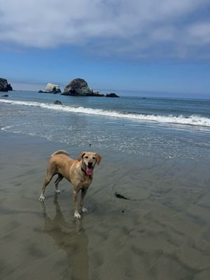 Sand Dollar Beach by null