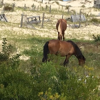 Back Beach Wild Horse Tours - Tours Near Me - Corolla, North Carolina