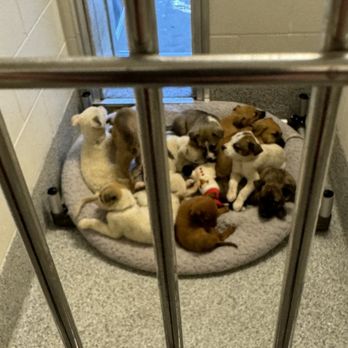 Harris County Pets - Siblings - Veterinarians Near Me - Houston, Texas Harris County Pets - Siblings - Veterinarians Near Me - Houston, Texas