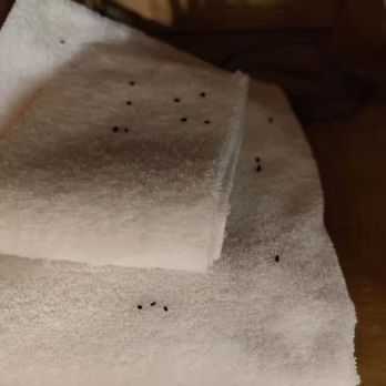 Vacasa - Big Bear Lake - Mice poops on the bath towels - Vacation Rentals Near Me - Big Bear Lake, California