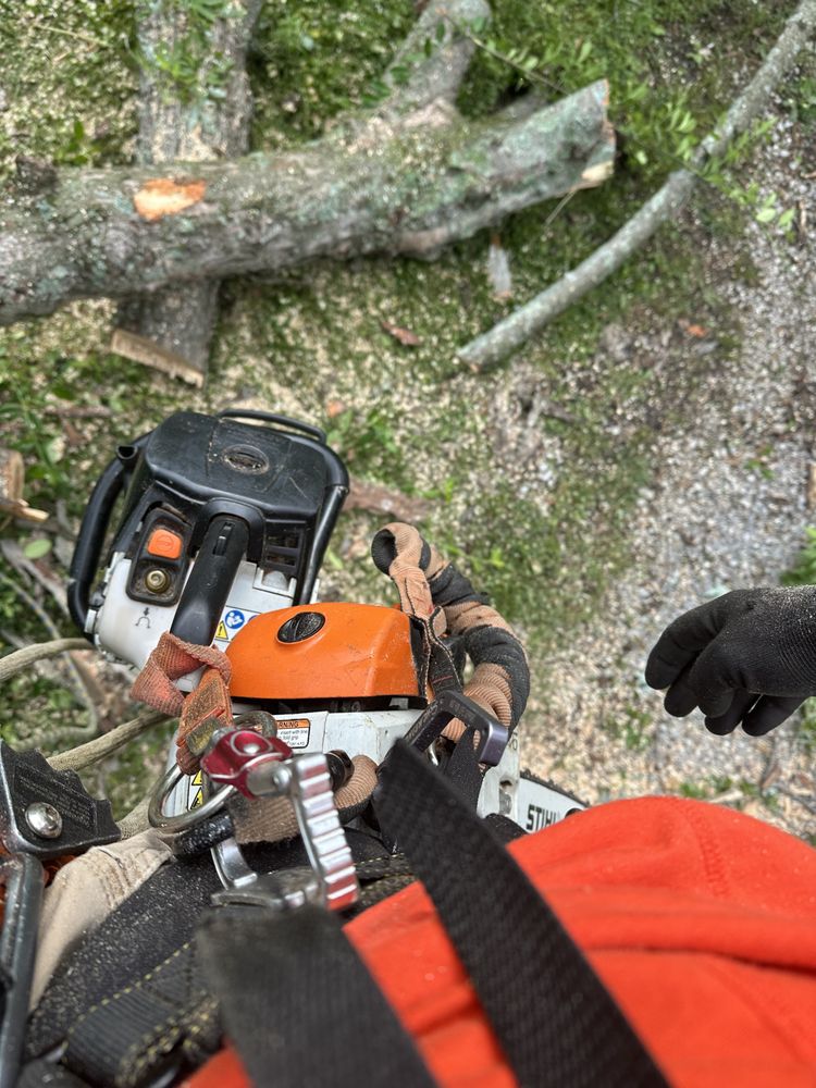 Travis Calder Tree Specialist - tree service in Lexington , KY