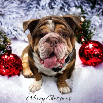 Royalty Unleashed Mobile Pet Spa - Pet Groomers Near Me Royalty Unleashed Mobile Pet Spa - Pet Groomers Near Me