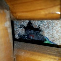 Carolina Outfitters - Hole on end of top bunk mattress. Something got my one of my socks . My socks were hanging on that end.