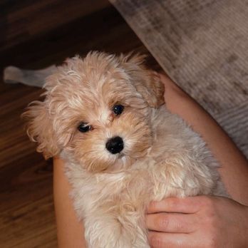 Waggles Puppy Boutique - Pet Stores Near Me - Charlotte, North Carolina Waggles Puppy Boutique - Pet Stores Near Me - Charlotte, North Carolina