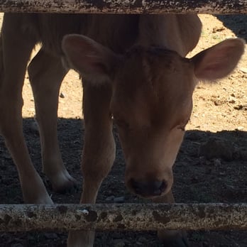 Achadinha Cheese - Newborn calf so cute. - Cheese Shops Near Me - Petaluma, California