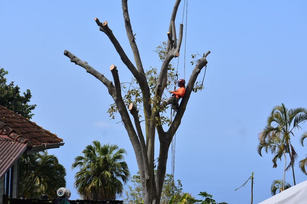 TOP NOTCH TREE SERVICE Updated August 2024 19 Photos Kealakekua