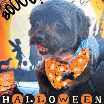 Woof Gang - Pet Stores Near Me - Tomball, Texas Woof Gang - Pet Stores Near Me - Tomball, Texas