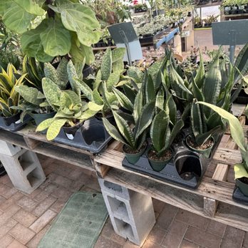Bloomers Garden Center - Nurseries & Gardening Near Me - Elgin, Texas