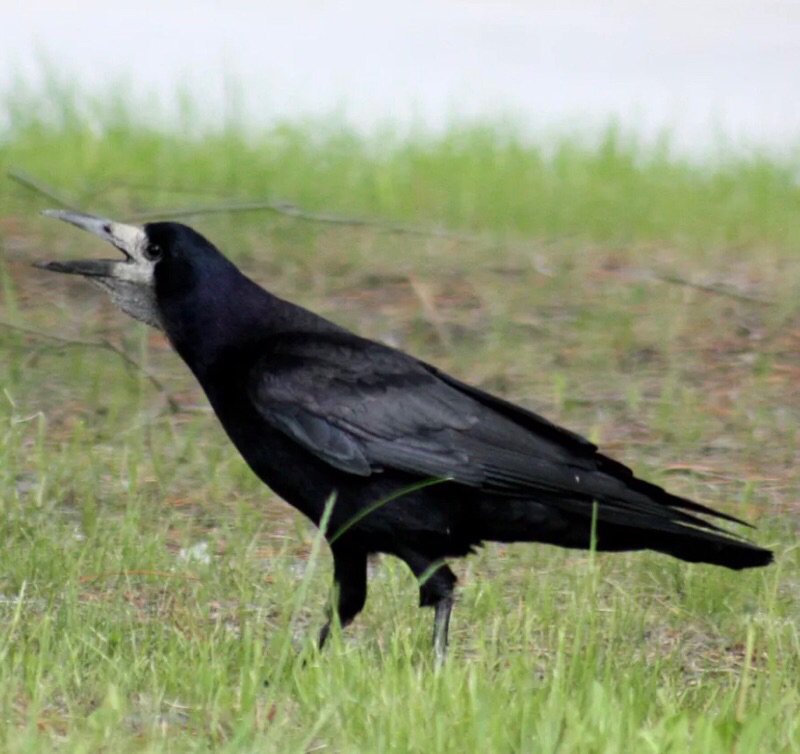 ANIMAL ART TAXIDERMY & STUDIO RENTALS 171 Photos 13400 Saticoy St