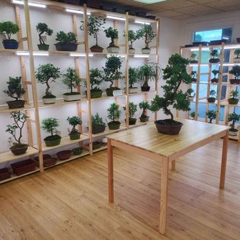 Bonsai Tree For Me - Nurseries & Gardening Near Me - Kansas City, Missouri Bonsai Tree For Me - Nurseries & Gardening Near Me - Kansas City, Missouri