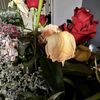 Allen's Flowers gift card