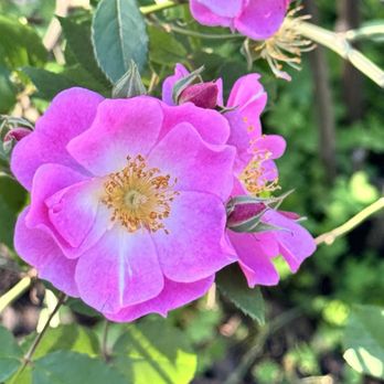 The Berkeley Rose Garden - Pretty - Botanical Gardens Near Me - Berkeley, California