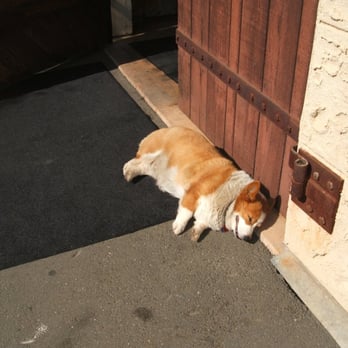 Regusci Winery - Regusci Corgi - Wine Tasting Room Near Me - Napa, California Regusci Winery - Regusci Corgi - Wine Tasting Room Near Me - Napa, California