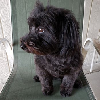 Creative Dog Grooming - Pet Groomers Near Me - Palm Desert, California Creative Dog Grooming - Pet Groomers Near Me - Palm Desert, California