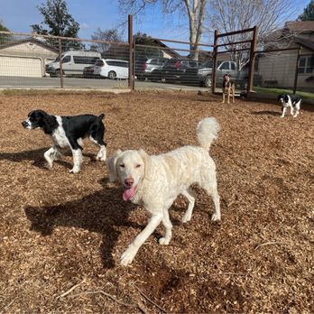 Canine Purpose - Pet Training Near Me - Rocklin, California