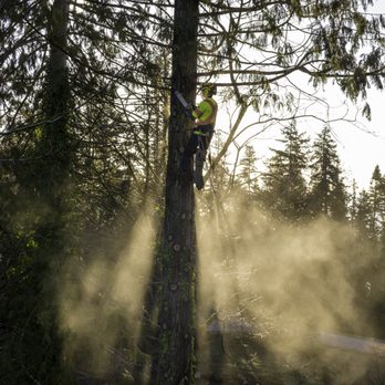 Gibsons Tree Service - Tree Services Near Me Gibsons Tree Service - Tree Services Near Me