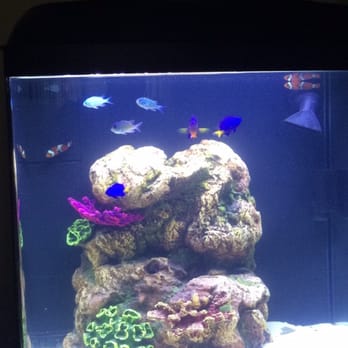 Exotic Aquatic - Aquarium Services Near Me - Fort Lauderdale, Florida Exotic Aquatic - Aquarium Services Near Me - Fort Lauderdale, Florida