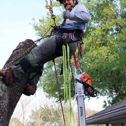 Davis Land and Lawn - Tree removal (insured and bonded)