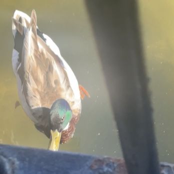 Margaritaville - Duck swimming up to our table! - Seafood Near Me - Capitola, California