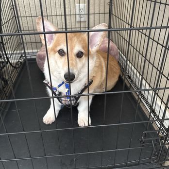 The Dog House - My standard Pembroke welsh corgi after grooming there. - Pet Training Near Me - Rockwall, Texas The Dog House - My standard Pembroke welsh corgi after grooming there. - Pet Training Near Me - Rockwall, Texas